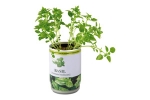 Basil - plant