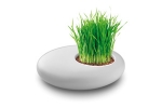TOPGRASS - White ceramic container with soil substrate and sage seeds